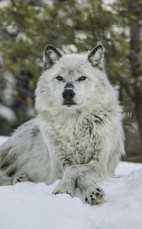 灰狼或灰狼(Canis lupus)是一种原产于北美荒野和偏远地区的犬科动物。